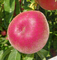 Fiches variétales Pêches Nectarines - Variété Pabenga, pêche à chair blanche (sur l'arbre)